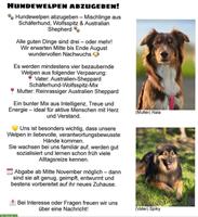 Aussie mix Welpen suchen ein Zuhause