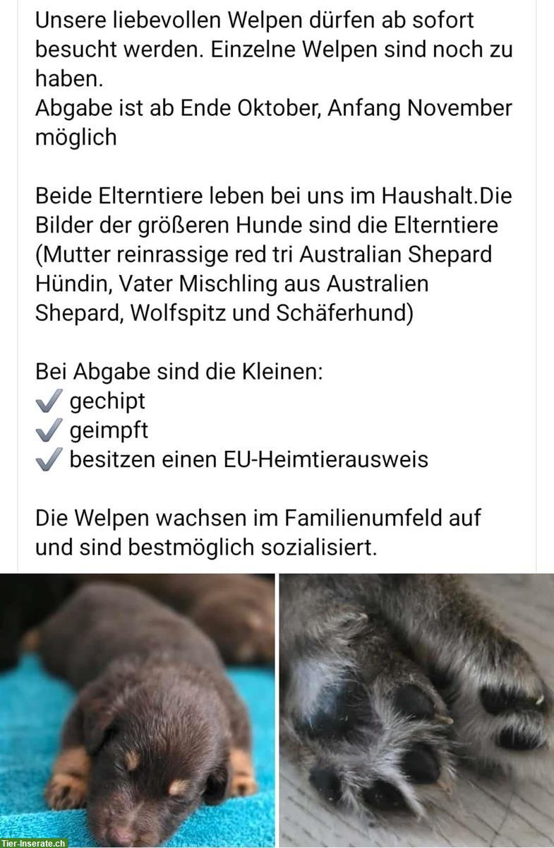 Bild 2: Aussie mix Welpen suchen ein Zuhause