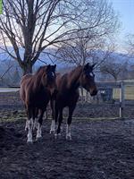 Bieten Fohlenweideplätze, Region Bern/Schwarzenburg