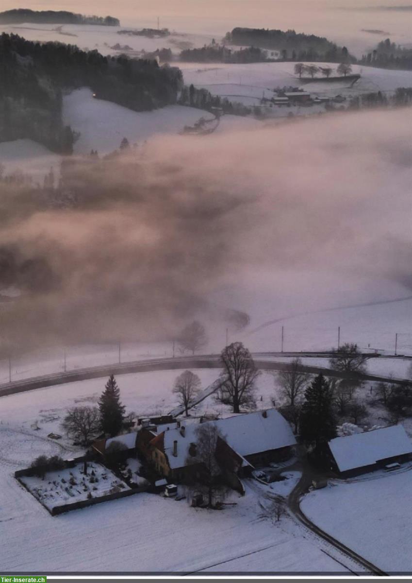 Bild 2: Bieten Fohlenweideplätze, Region Bern/Schwarzenburg
