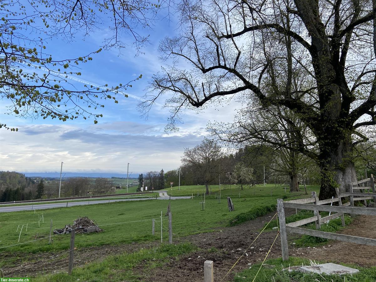 Bild 3: Bieten Fohlenweideplätze, Region Bern/Schwarzenburg