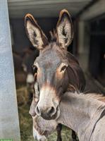 🌿 Hilfe gesucht für unseren kleinen Gnadenhof 🐴🐑🐾