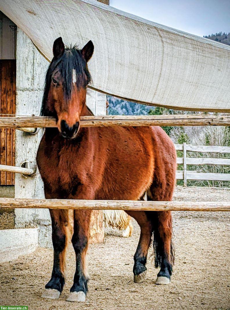 Bild 2: 🌿 Hilfe gesucht für unseren kleinen Gnadenhof 🐴🐑🐾