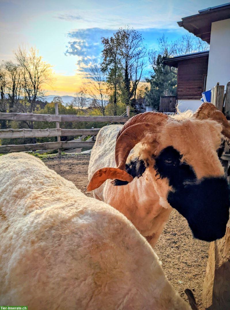 Bild 3: 🌿 Hilfe gesucht für unseren kleinen Gnadenhof 🐴🐑🐾