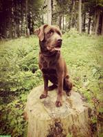 Wurfankündigung: braune Labrador Welpen, rassenrein