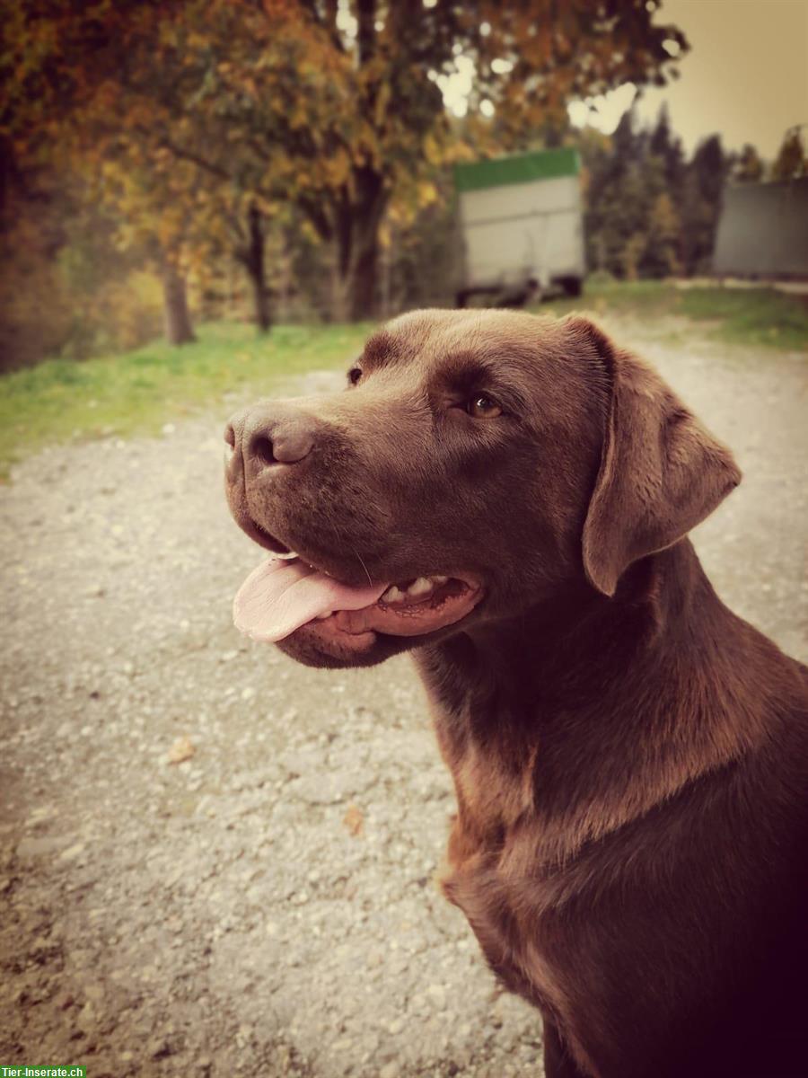 Bild 2: Wurfankündigung: braune Labrador Welpen, rassenrein