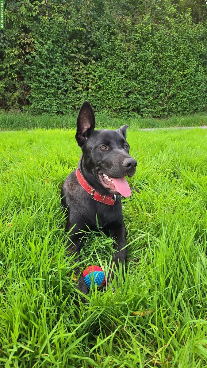 Bild 4: American Bully x Calupoh Hündin, 5 Monate alt