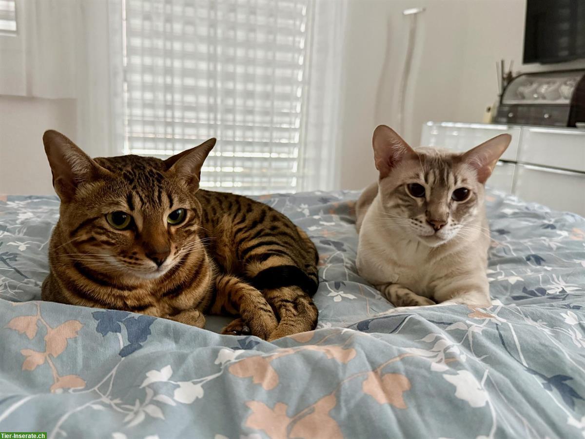 Bengal Katzen Luna & Stella suchen liebes Zuhause 🐾