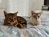 Bengal Katzen Luna & Stella suchen liebes Zuhause 🐾