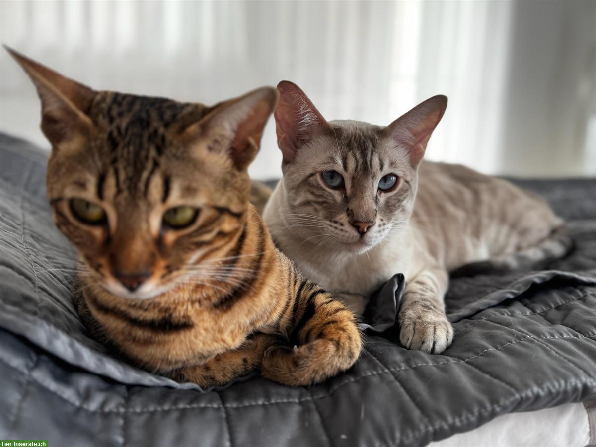 Bild 5: Bengal Katzen Luna & Stella suchen liebes Zuhause 🐾