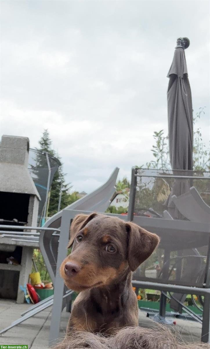 Deutscher Jagdterrier (Glatthaar) Welpe mit Heimtierpass
