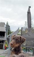 Deutscher Jagdterrier (Glatthaar) Welpe mit Heimtierpass