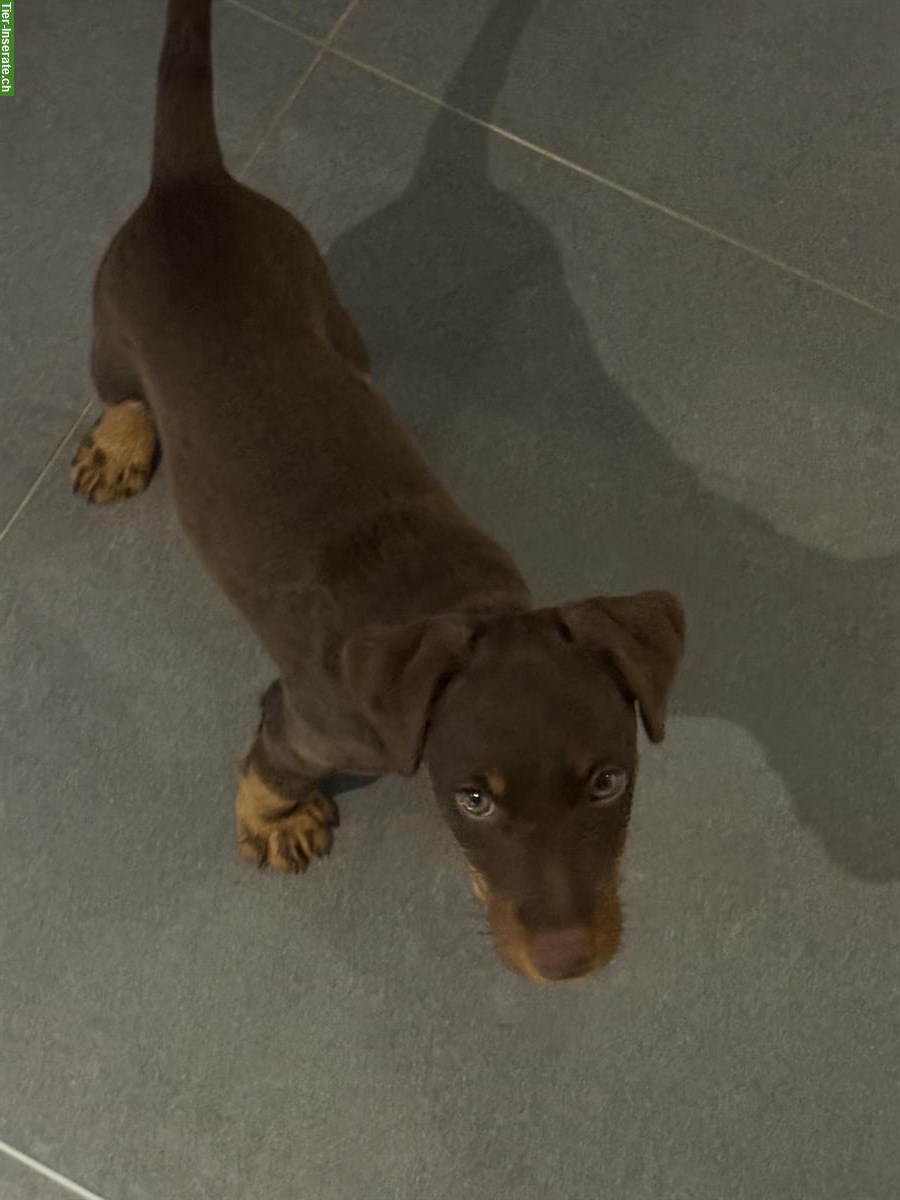 Bild 3: Deutscher Jagdterrier (Glatthaar) Welpe mit Heimtierpass
