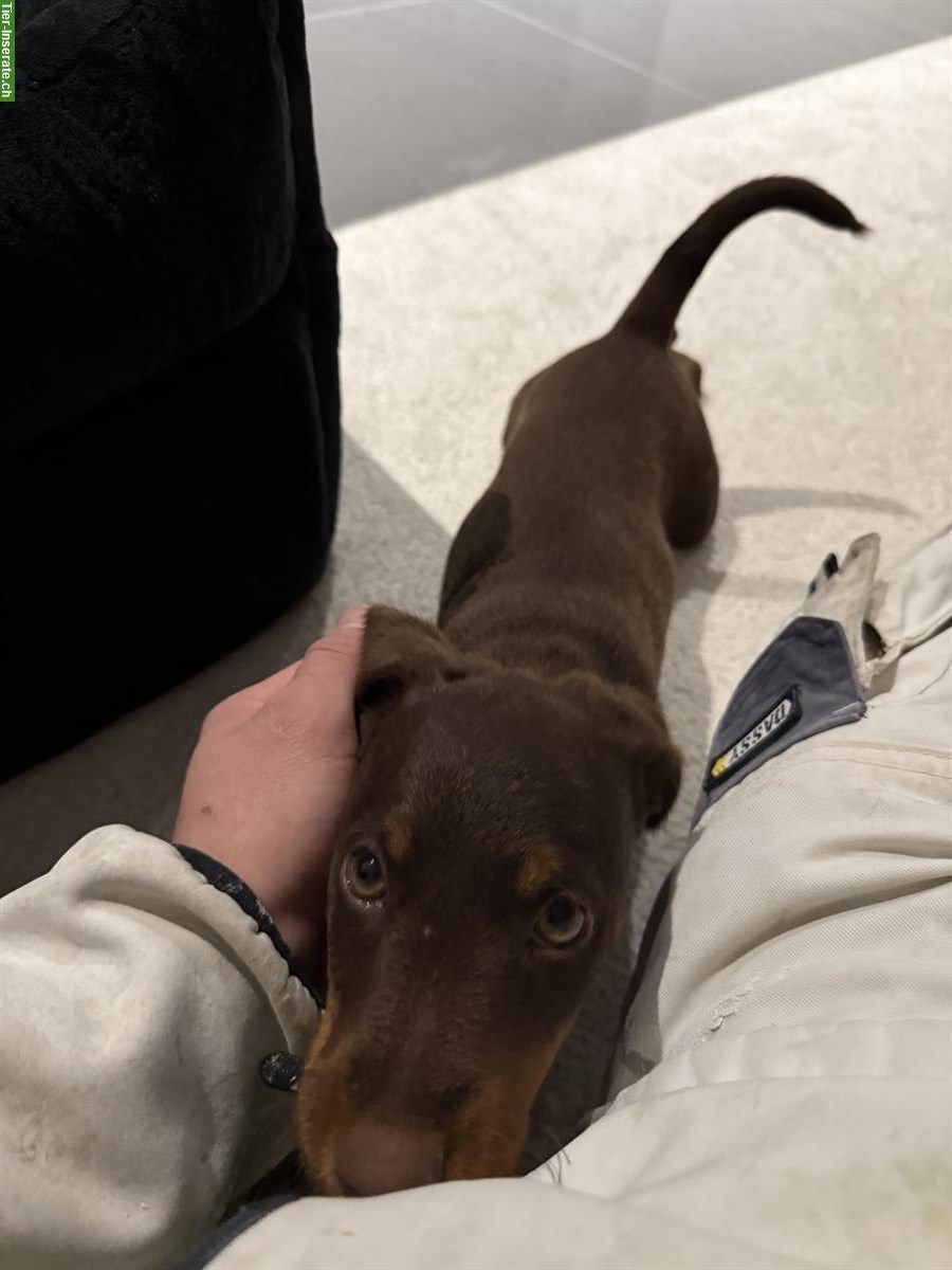 Bild 4: Deutscher Jagdterrier (Glatthaar) Welpe mit Heimtierpass