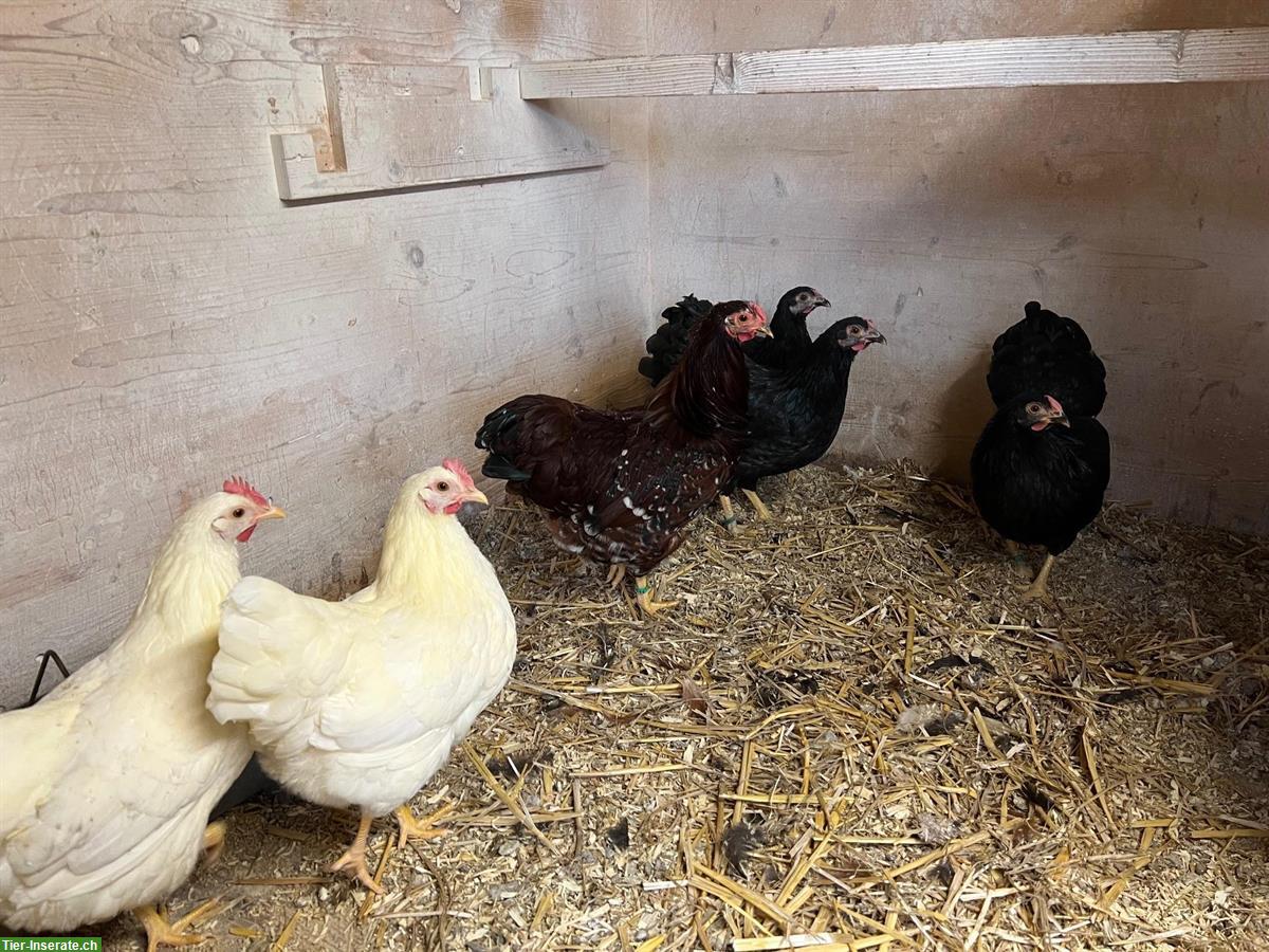 Bild 3: Zwerg Wyandotten / Barnevelder zu verkaufen