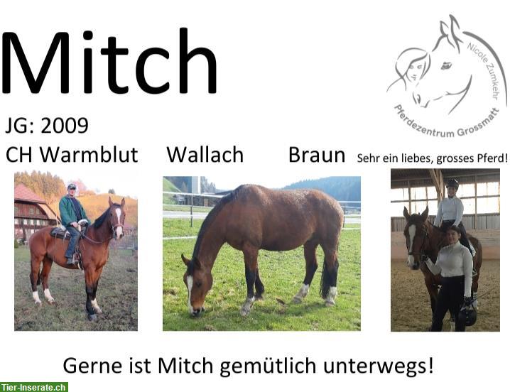Warmblut Wallach, 16-jährig, vielseitiges Freizeitpferd