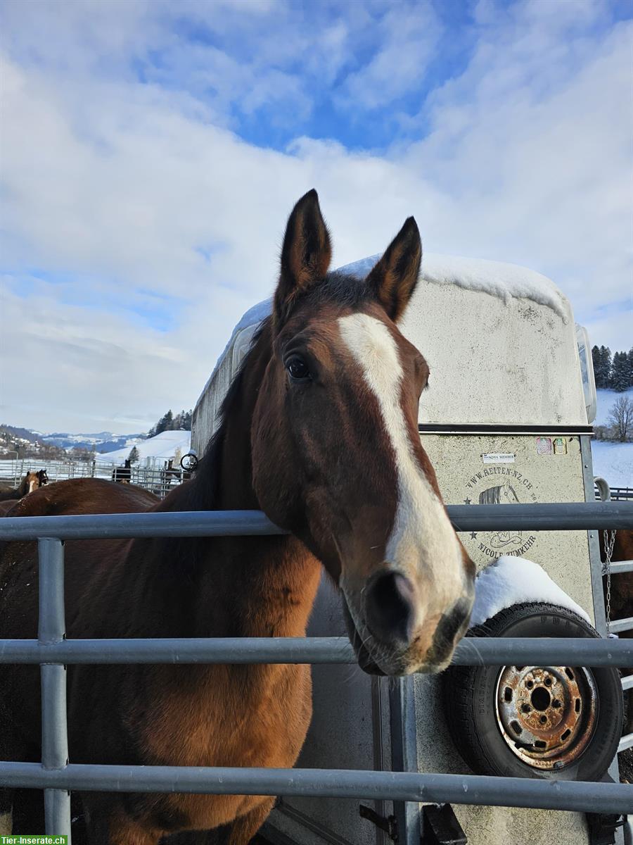 Bild 2: Warmblut Wallach, 16-jährig, vielseitiges Freizeitpferd