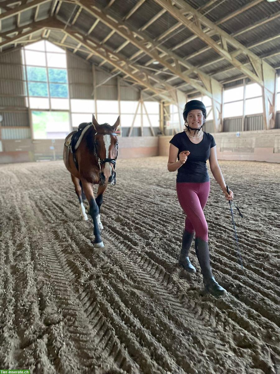 Bild 5: Warmblut Wallach, 16-jährig, vielseitiges Freizeitpferd