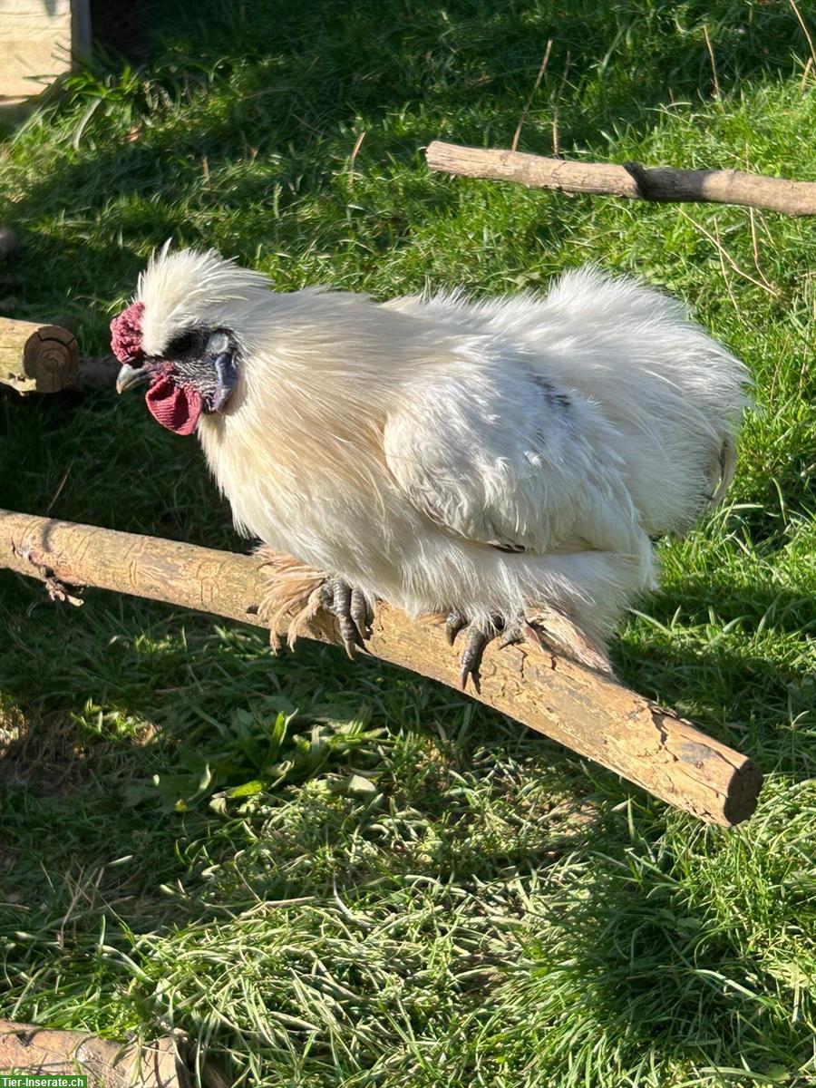 GRATIS: Junger Seidenhahn, weiss mit schwarzen Schwanzfedern