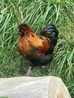 GRATIS: Junger Zwerg-Paduaner Hahn, gold-schwarz