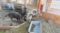 2 grosse Minipigs gratis abzugeben
