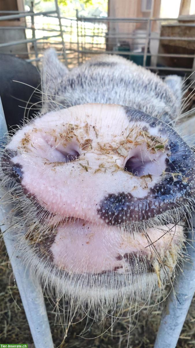 Bild 2: 2 grosse Minipigs gratis abzugeben