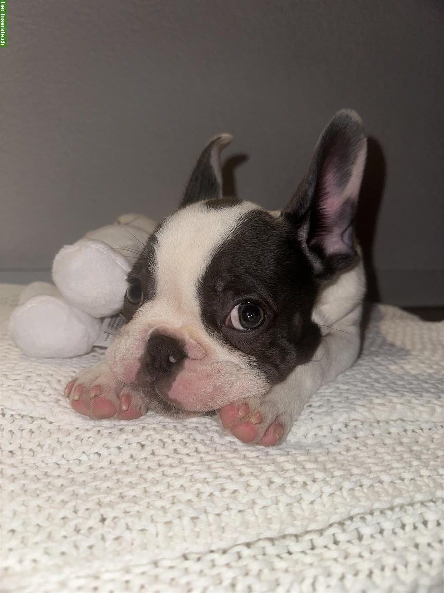 Französischer Bulldoggen Welpe (Rüde), Blue Line