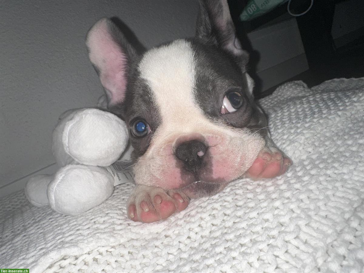 Bild 2: Französischer Bulldoggen Welpe (Rüde), Blue Line