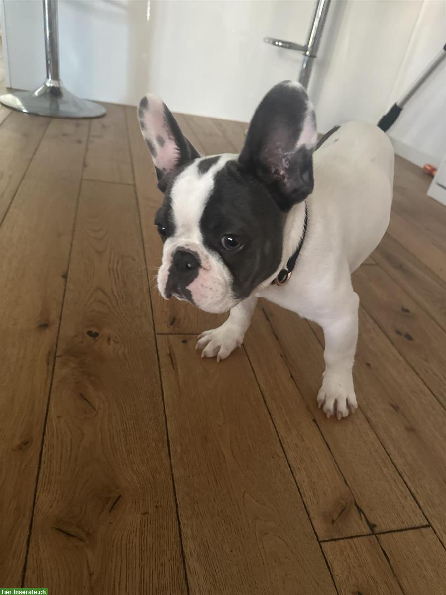 Bild 3: Französischer Bulldoggen Welpe (Rüde), Blue Line