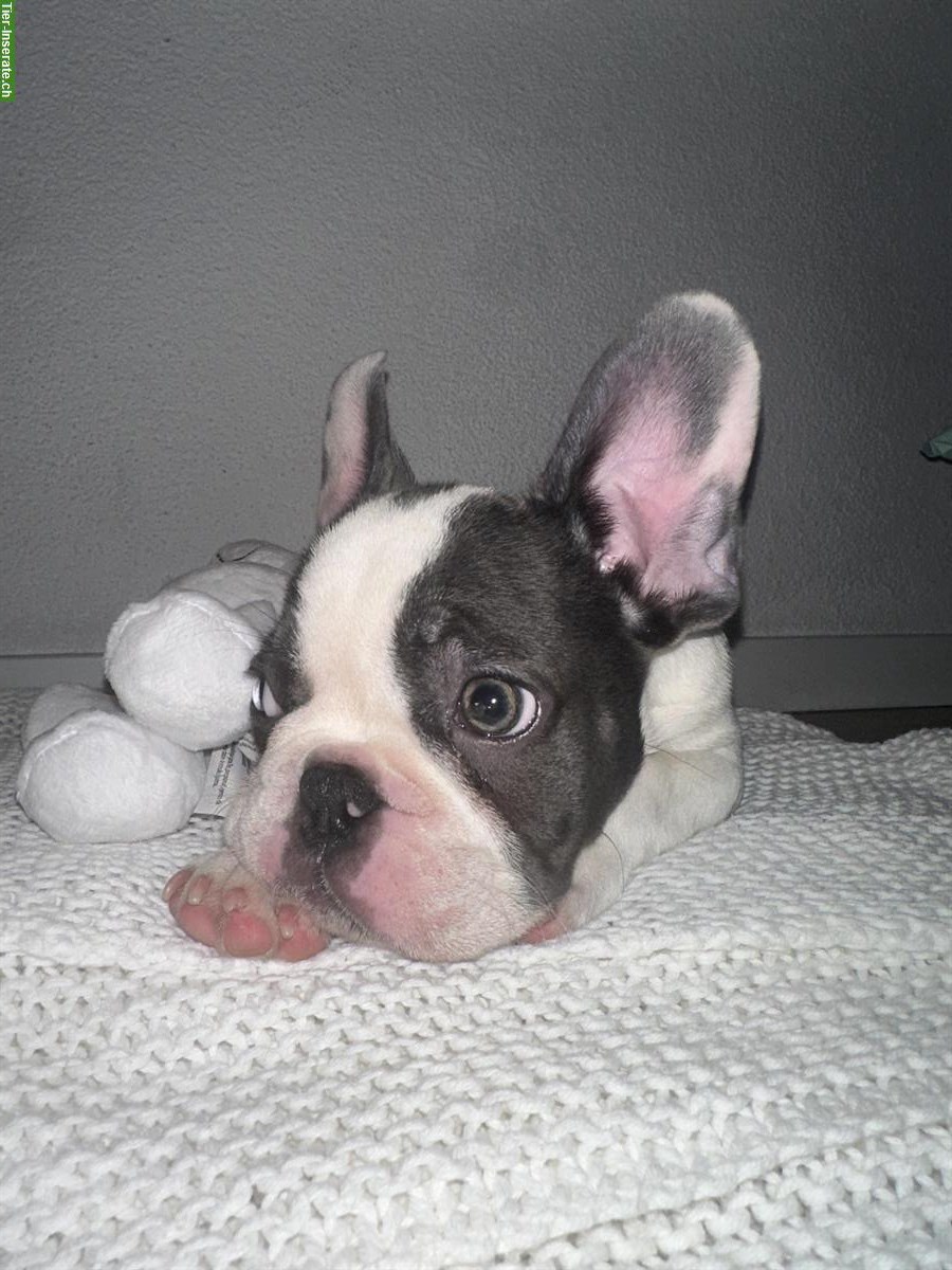 Bild 4: Französischer Bulldoggen Welpe (Rüde), Blue Line