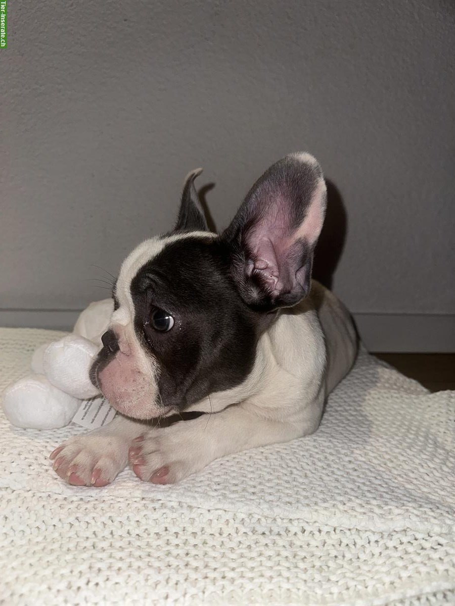 Bild 5: Französischer Bulldoggen Welpe (Rüde), Blue Line