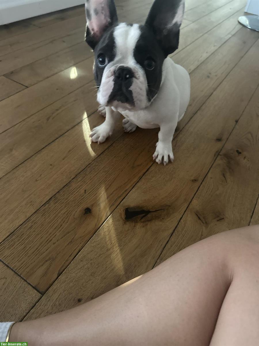 Bild 6: Französischer Bulldoggen Welpe (Rüde), Blue Line
