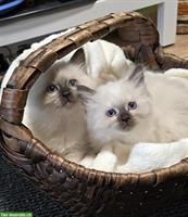 Heilige Birma x BKH Mix Kitten, verschmust und sozialisiert