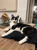 Wohnungskatze, verschmuster Kater sucht schönes Daheim