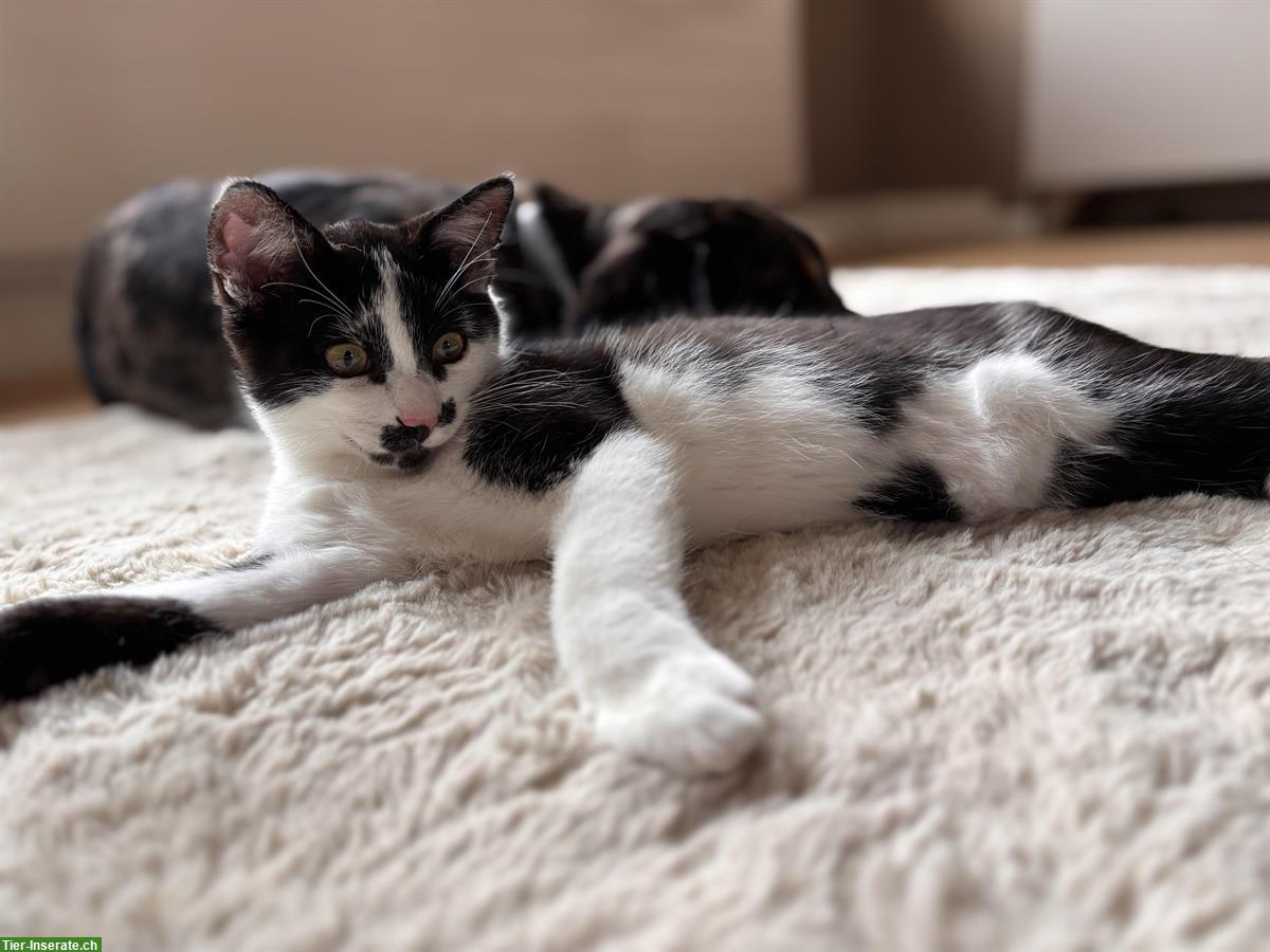 Bild 5: Wohnungskatze, verschmuster Kater sucht schönes Daheim