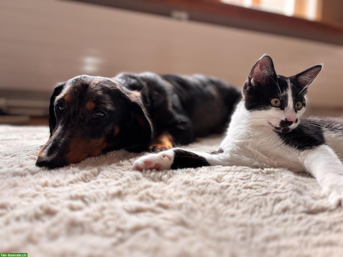Bild 6: Wohnungskatze, verschmuster Kater sucht schönes Daheim