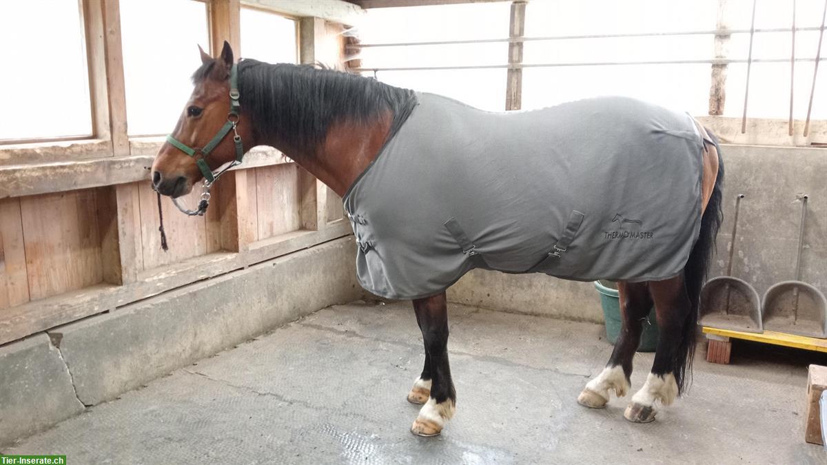 Bild 5: Westernsattel und Englischsattel mit Zubehör zu verkaufen