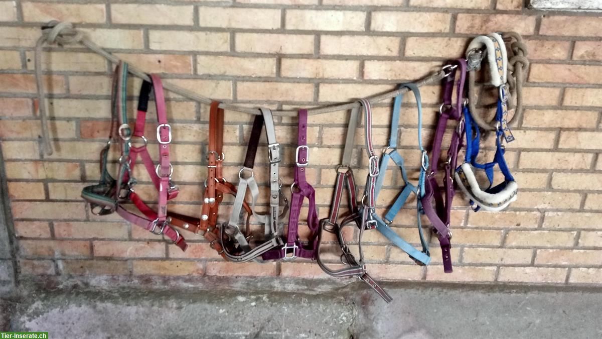 Bild 8: Pferdeartikel: Halfter, Dressursattel mit Zubehör zu verkaufen
