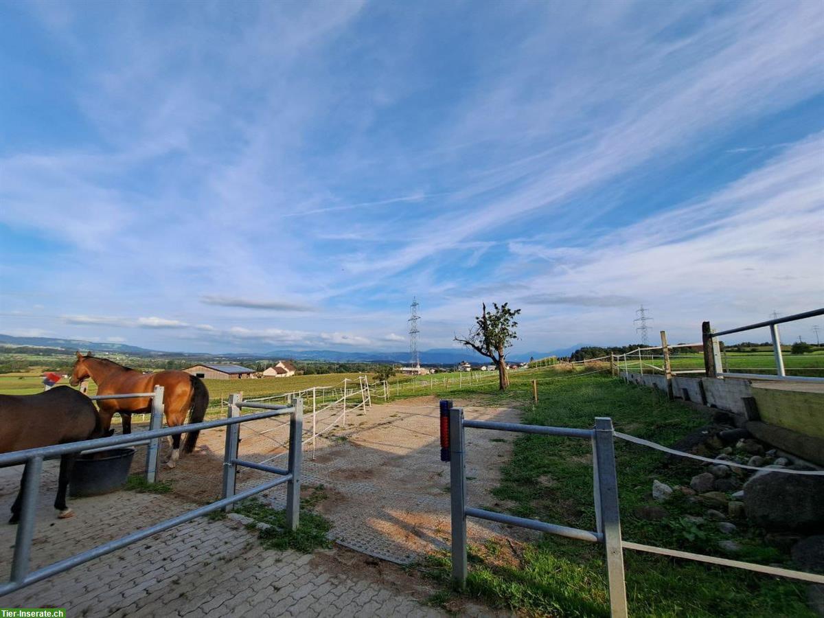 Bild 3: Offenstallplatz frei in Mühlau AG, Barhufstall mit Weidegang
