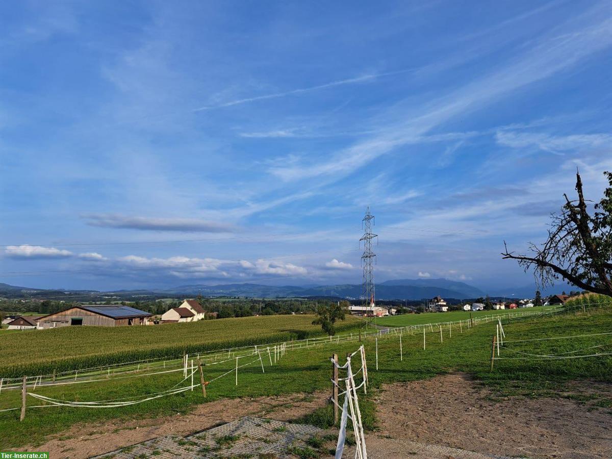 Bild 4: Offenstallplatz frei in Mühlau AG, Barhufstall mit Weidegang