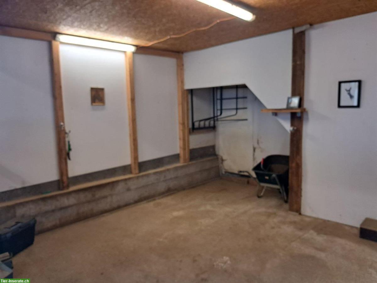Bild 7: Offenstallplatz frei in Mühlau AG, Barhufstall mit Weidegang