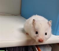 Weisse Teddyhamster, handzahm aus Zucht
