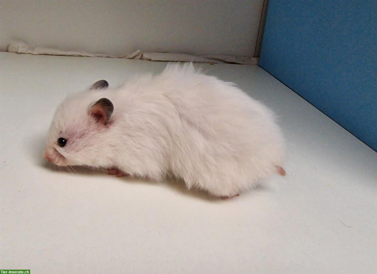 Bild 2: Weisse Teddyhamster, handzahm aus Zucht