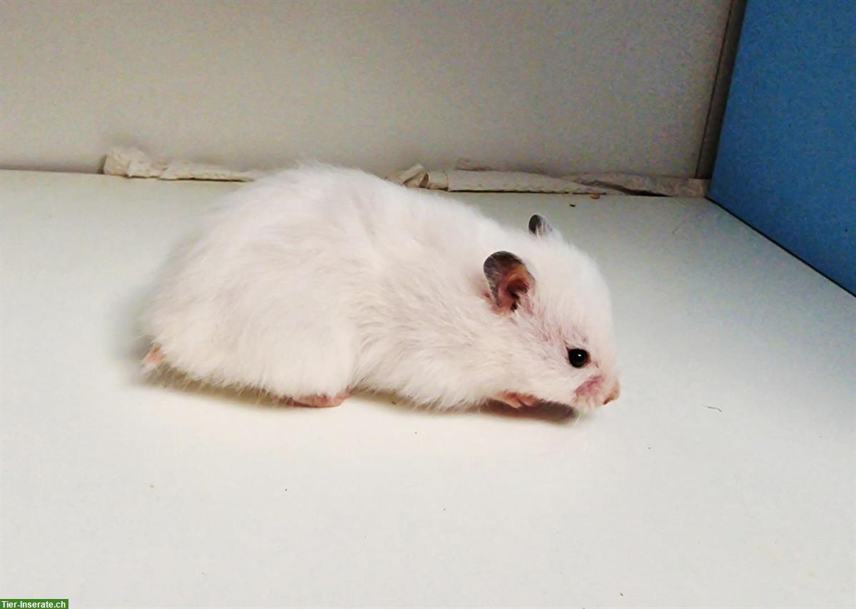 Bild 3: Weisse Teddyhamster, handzahm aus Zucht