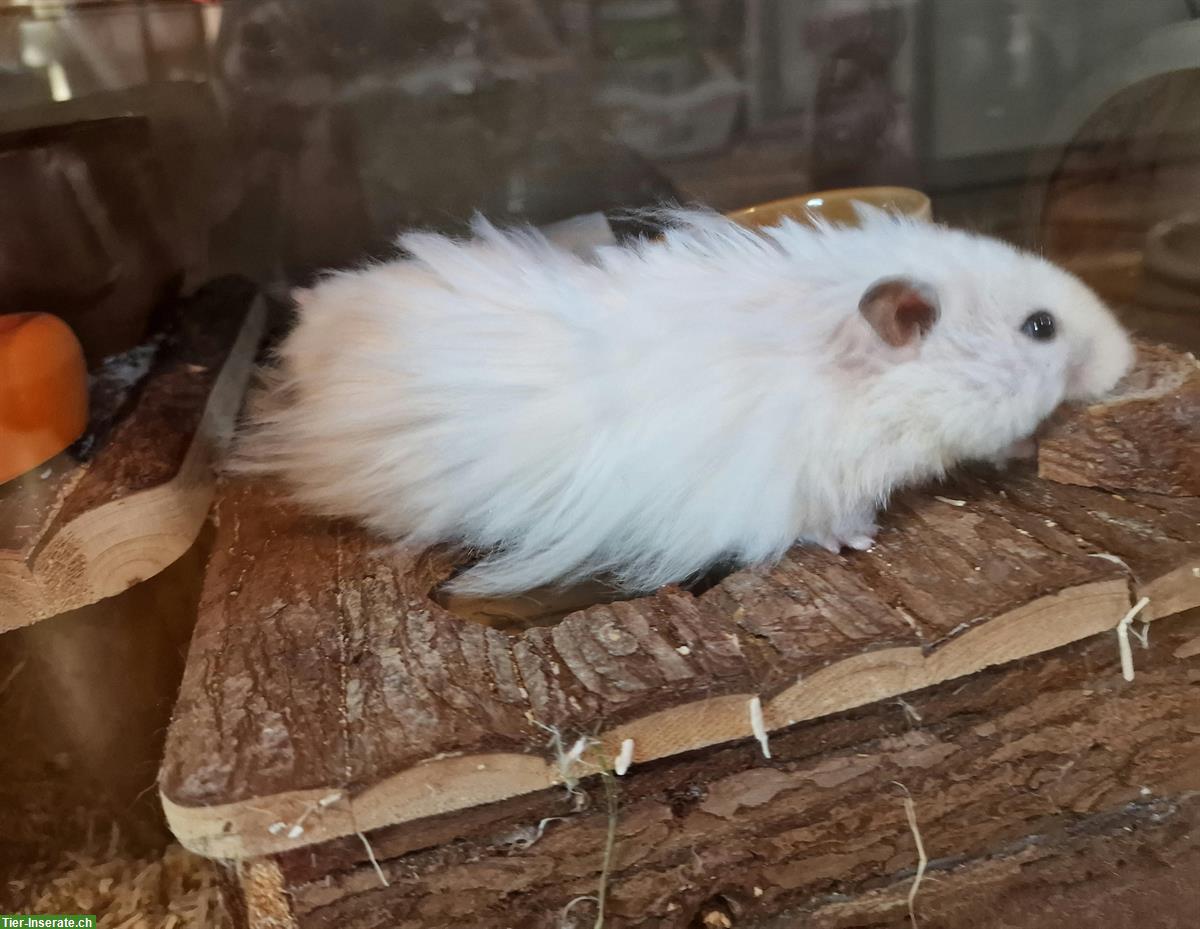 Bild 4: Weisse Teddyhamster, handzahm aus Zucht