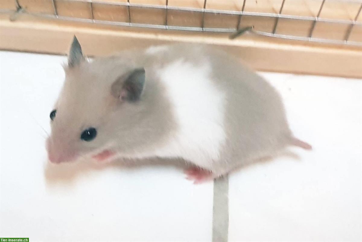 Bild 5: Junge Teddyhamster, handzahm aus Zucht