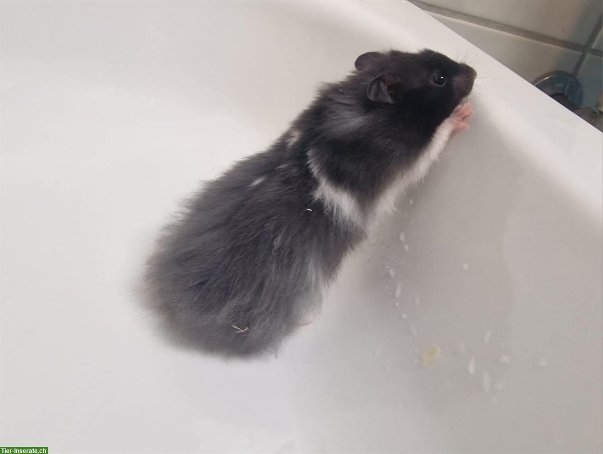 Bild 6: Junge Teddyhamster, handzahm aus Zucht