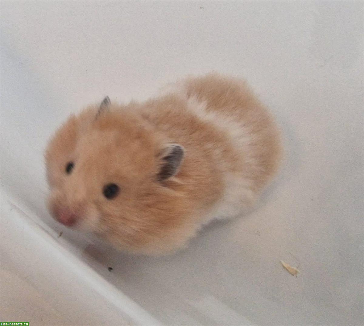 Bild 7: Junge Teddyhamster, handzahm aus Zucht
