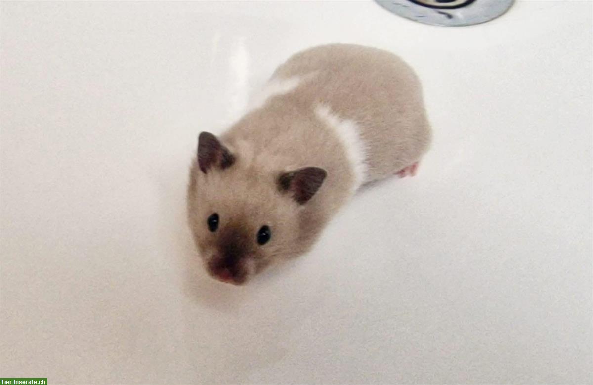 Bild 8: Junge Teddyhamster, handzahm aus Zucht