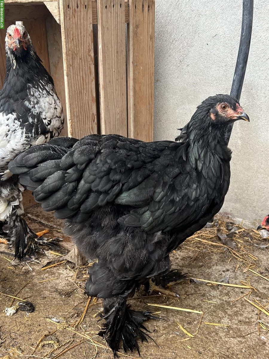 Bild 2: Junge Brahma Hennen abzugeben